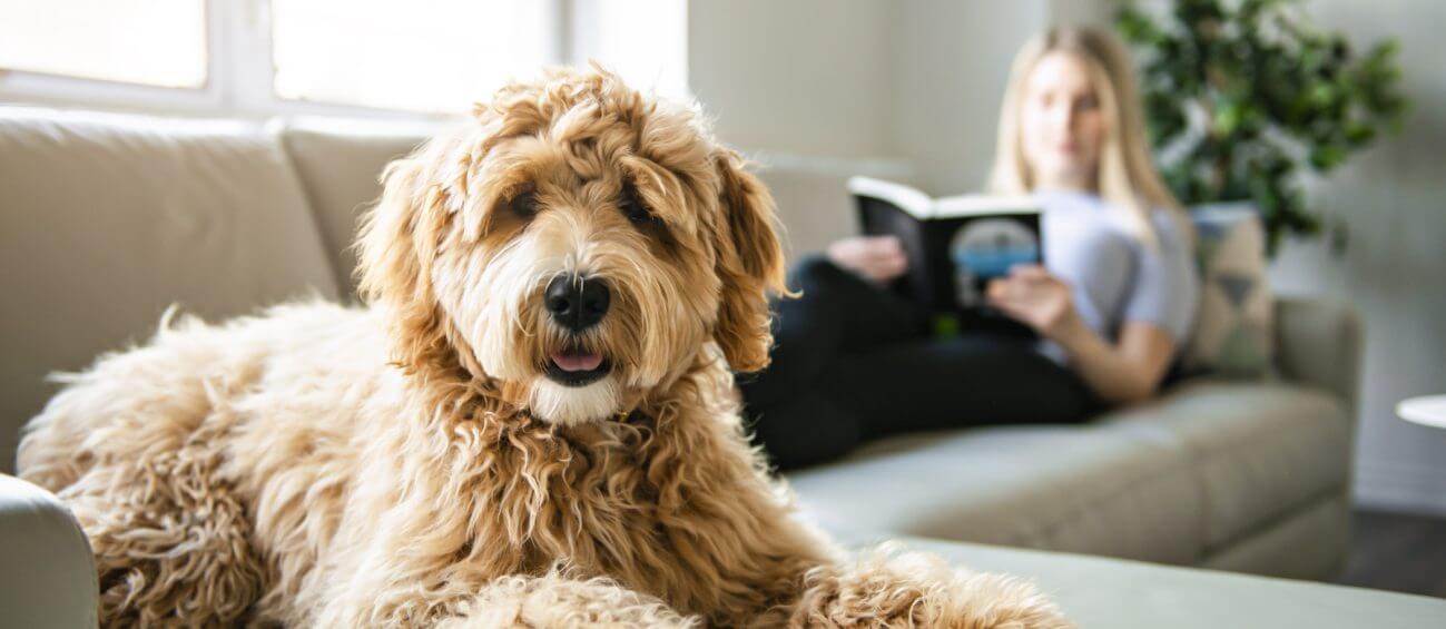 Kat of hond aanschaffen?